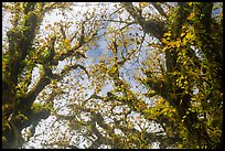 Looking up moss-covered branches and yellow leaves of big leaf maple trees. Olympic National Park ( color)