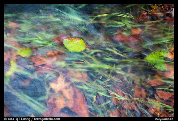 Clear water flowing in creek with grasses and leaves. Olympic National Park (color)