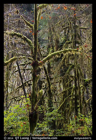 Rain forest, Maple Glades, Quinault. Olympic National Park (color)