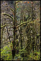 Rain forest, Maple Glades, Quinault. Olympic National Park ( color)