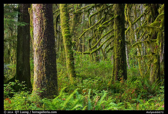 Picture/Photo: Ferns and moss-covered trees, Maple Glades. Olympic ...