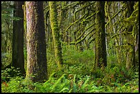 Ferns and moss-covered trees, Maple Glades. Olympic National Park ( color)