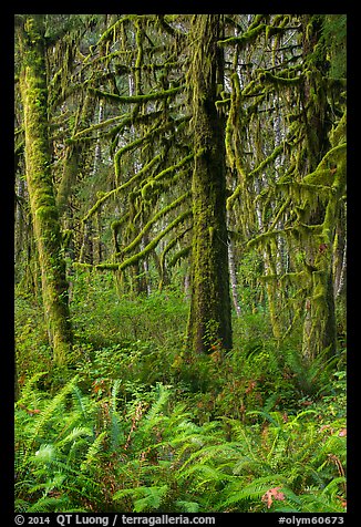 Ferns and moss-covered trees, Quinault. Olympic National Park (color)