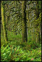 Ferns and moss-covered trees, Quinault. Olympic National Park ( color)