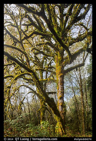 Large bigleaf maple tree. Olympic National Park (color)