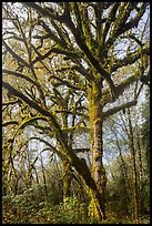 Large bigleaf maple tree. Olympic National Park ( color)