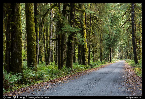 Unpaved road, Lake Quinault North Shore. Olympic National Park, Washington, USA.