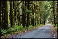 Unpaved road, Lake Quinault North Shore. Olympic National Park ( color)