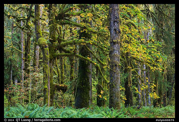 Bigleaf maple and rainforest in autum, Lake Quinault North Shore. Olympic National Park, Washington, USA.