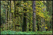Bigleaf maple and rainforest in autum, Lake Quinault North Shore. Olympic National Park ( color)