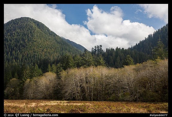 Meadow, trees, and hills in late autumn, Lake Quinault North Shore. Olympic National Park, Washington, USA.