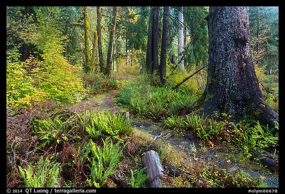 Irely Lake Trail in autumn, North Fork. Olympic National Park, Washington, USA.