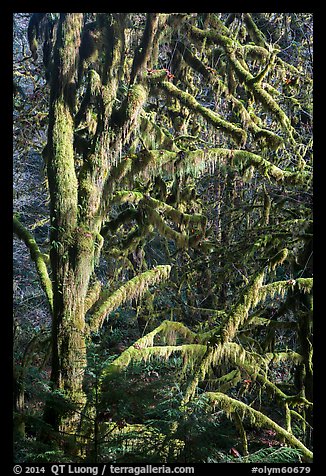 Moss-covered tree and light, Lake Quinault North Shore. Olympic National Park (color)
