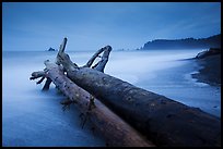 Driftwood and wave motion at dusk, Rialto Beach. Olympic National Park ( color)