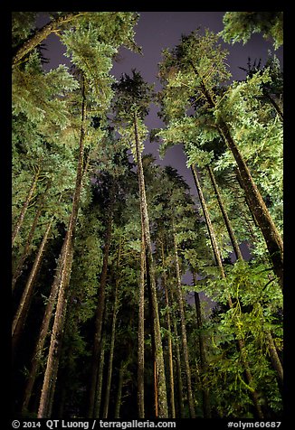 Tall coastal forest at night, Mora. Olympic National Park, Washington, USA.