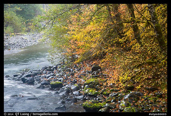 Trees in autumn foliage near Sol Duc River confluence. Olympic National Park (color)