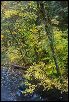 Trees and stream, Sol Duc. Olympic National Park ( color)