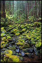 Stream, mossy boulders, and old growth forest, Sol Duc. Olympic National Park ( color)