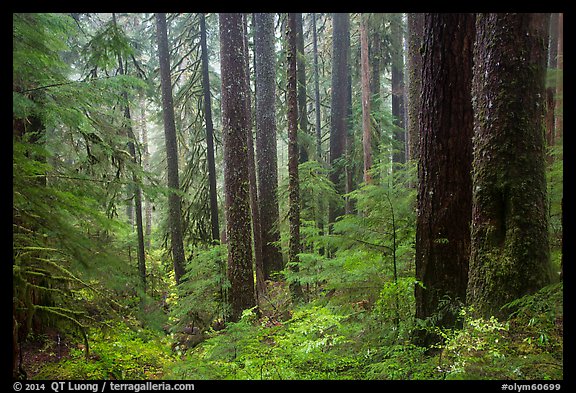 Douglas fir and hemlock forest, Sol Duc valley. Olympic National Park (color)