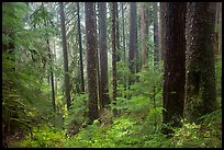 Douglas fir and hemlock forest, Sol Duc valley. Olympic National Park ( color)