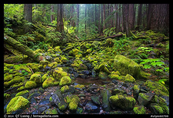 Stream flowing between mossy boulders in old growth forest. Olympic National Park (color)