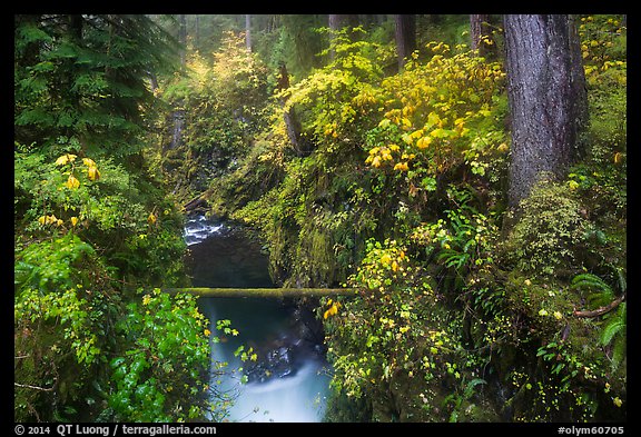 Narrow gorge of the Soleduc river in autumn. Olympic National Park (color)