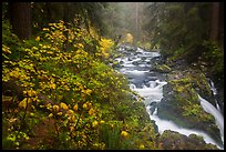 Sol Duc River in autumn. Olympic National Park ( color)