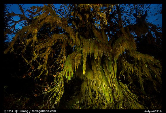 Draping club moss over big leaf maple at night, Hall of Mosses. Olympic National Park, Washington, USA.