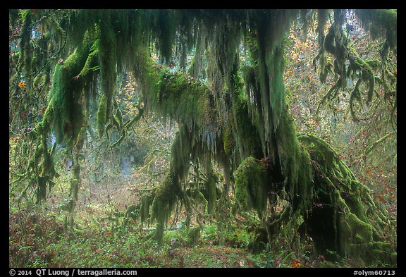 Club moss draping big leaf maple tree, Hall of Mosses. Olympic National Park (color)