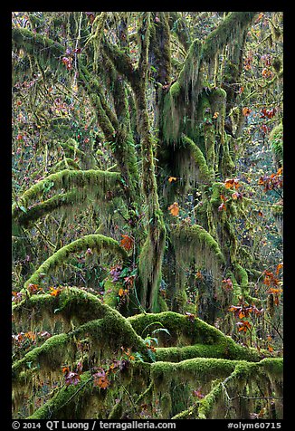 Moss-covered maples in autumn, Hall of Mosses. Olympic National Park, Washington, USA.