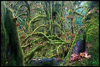 Moss-covered maple trees and fallen leaves in autumn, Hall of Mosses. Olympic National Park, Washington, USA.