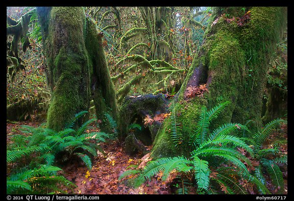 Ferns and moss covered maples, Hall of Mosses, Hoh Rain forest. Olympic National Park (color)