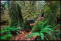 Ferns and moss covered maples, Hall of Mosses, Hoh Rain forest. Olympic National Park ( color)