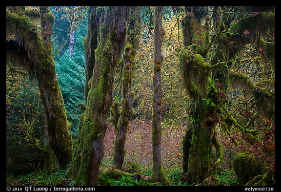 Hoh Rain Forest in autumn. Olympic National Park, Washington, USA.