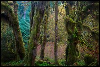 Hoh Rain Forest in autumn. Olympic National Park ( color)