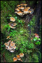Close-up of mushrooms and mosses on tree trunk. Olympic National Park ( color)