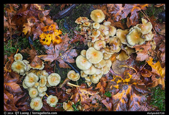 Close-up of mushrooms, Hoh Rain Forest. Olympic National Park (color)