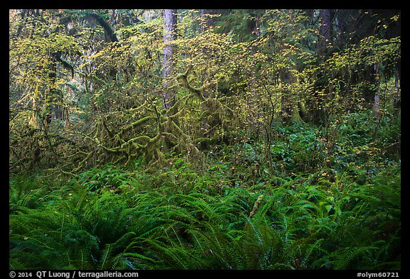 Ferns and maples in autumn, Hoh Rain forest. Olympic National Park, Washington, USA.