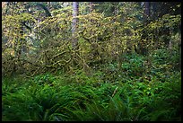 Ferns and maples in autumn, Hoh Rain forest. Olympic National Park ( color)