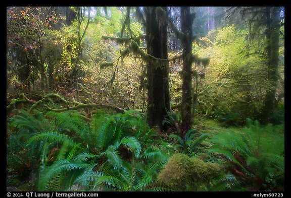 Autumn foliage in the rain, Hoh Rain Forest. Olympic National Park, Washington, USA.