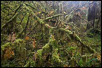 Moss-covered branches, Hoh Rain Forest. Olympic National Park ( color)