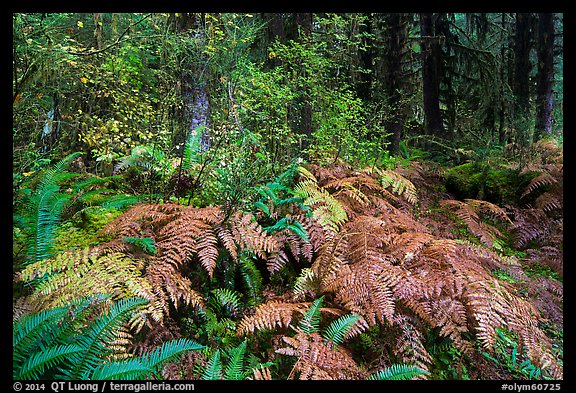 Ferns in autumn, Hoh Rain Forest. Olympic National Park, Washington, USA.