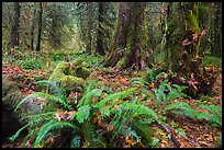 Autumn in Hoh Rain Forest. Olympic National Park ( color)