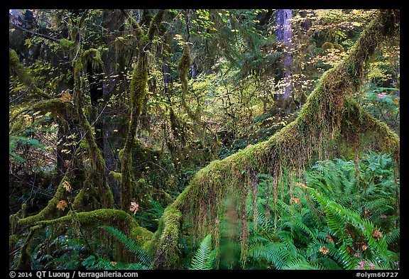 Branch with hanging mosses and autumn colors in Hoh Rainforest. Olympic National Park, Washington, USA.