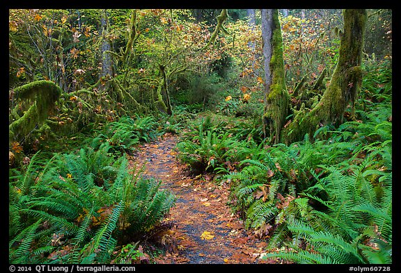 Trail in autumn Hoh Rain Forest. Olympic National Park, Washington, USA.