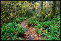Trail in autumn Hoh Rain Forest. Olympic National Park ( color)