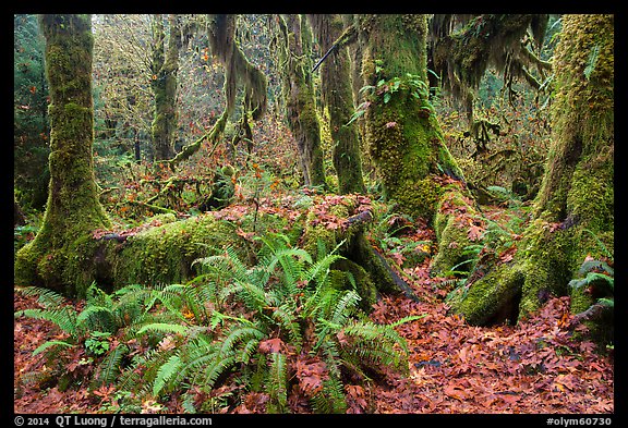 Ferns, nurse log, moss-covered maple trees, and fallen leaves, Hoh Rainforest. Olympic National Park (color)