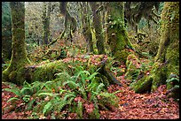 Ferns, nurse log, moss-covered maple trees, and fallen leaves, Hoh Rainforest. Olympic National Park ( color)