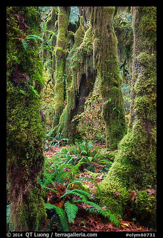Moss-covered maples in autumn, Hall of Mosses. Olympic National Park (color)