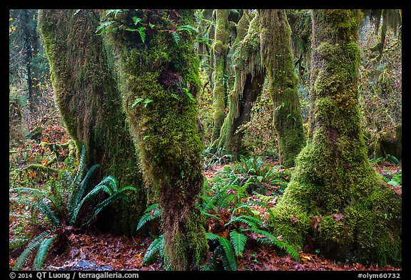 Ferns and maples covered by selaginella moss in autumn, Hall of Mosses. Olympic National Park, Washington, USA.